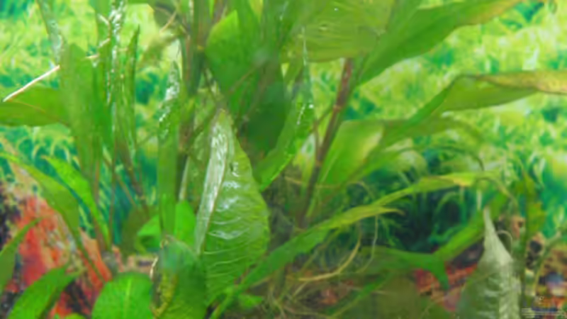 Pflanzen im Aquarium Becken 2122 von Mike Nebenführ (8)