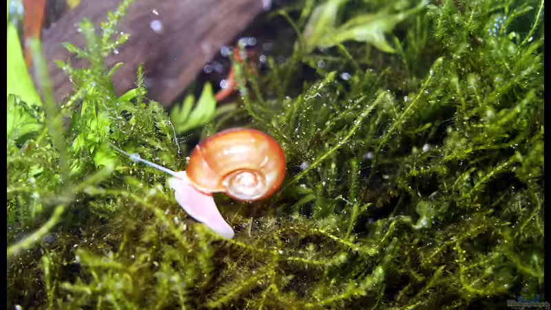 Pflanzen im Aquarium Becken 2134 von Ingrid Jung (12)