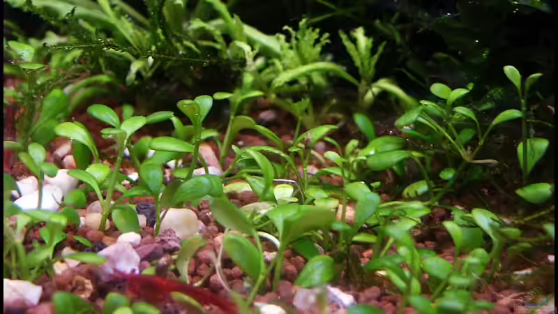 Pflanzen im Aquarium Becken 2134 von Ingrid Jung (15)