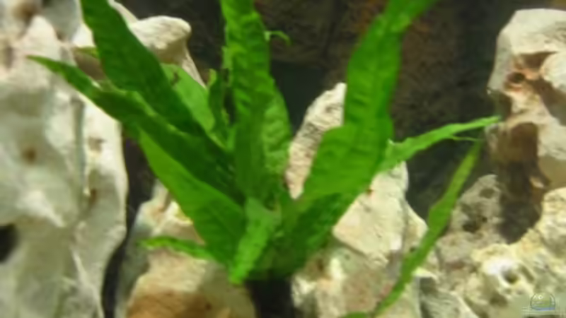 Pflanzen im Aquarium Becken 215 von Alexander Klein (6)