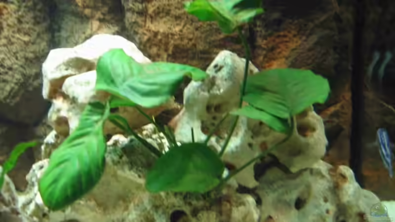 Pflanzen im Aquarium Becken 215 von Alexander Klein (7)