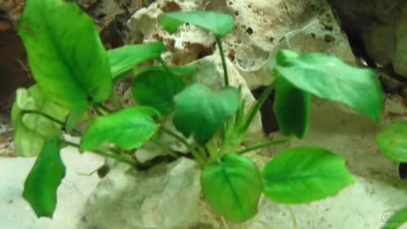 Pflanzen im Aquarium Becken 215 von Alexander Klein (8)