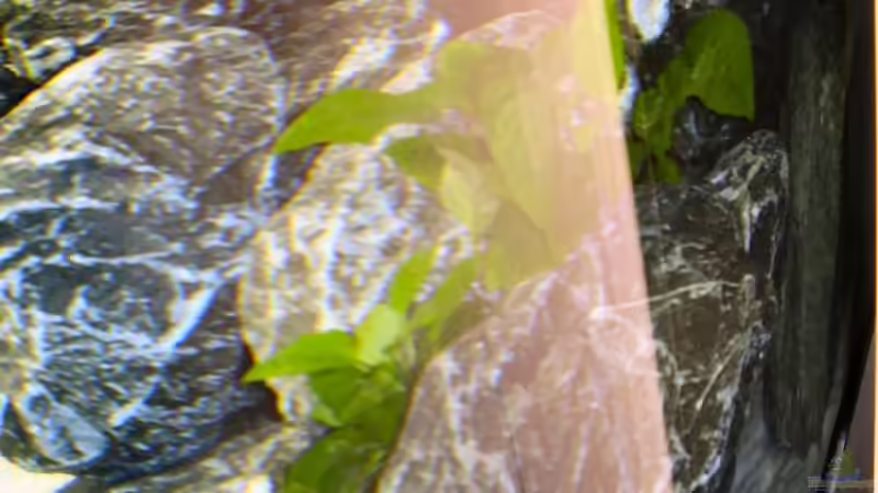 Pflanzen im Aquarium Becken 2158 von Kresimir Prpic (5)