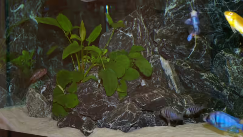 Pflanzen im Aquarium Becken 2158 von Kresimir Prpic (6)