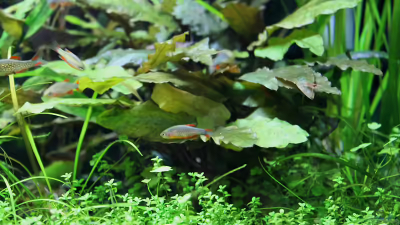 Pflanzen im Aquarium Becken 21656 von die Perle... (15)