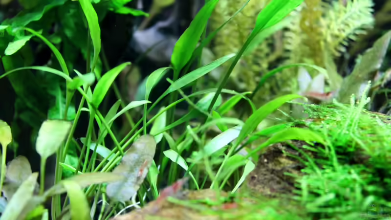 Pflanzen im Aquarium Becken 21656 von die Perle... (18)