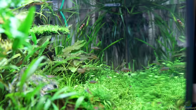 Pflanzen im Aquarium Becken 21656 von die Perle... (24)