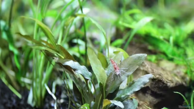 Pflanzen im Aquarium Becken 21656 von die Perle... (26)