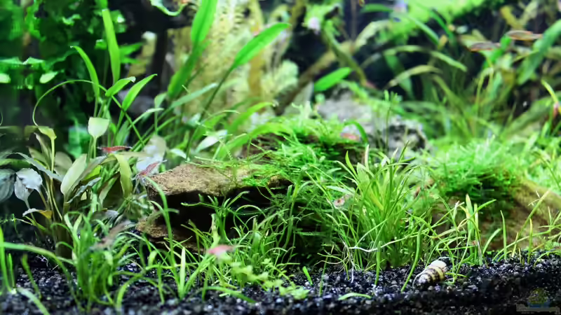 Pflanzen im Aquarium Becken 21656 von die Perle... (27)