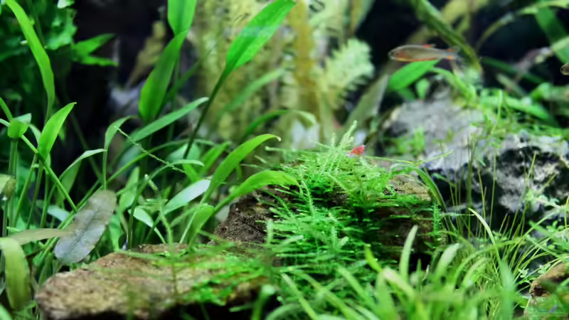 Pflanzen im Aquarium Becken 21656 von die Perle... (29)