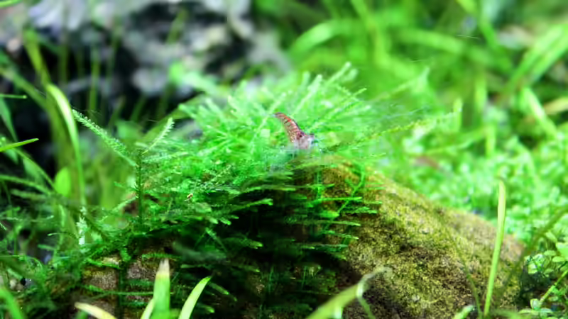 Pflanzen im Aquarium Becken 21656 von die Perle... (30)