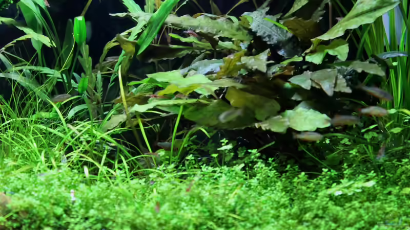 Pflanzen im Aquarium Becken 21656 von die Perle... (31)