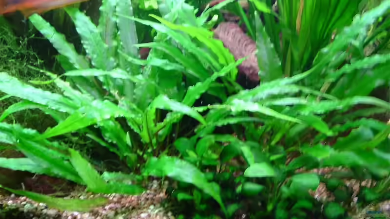 Pflanzen im Aquarium Becken 2177 von Oliver Krell (4)