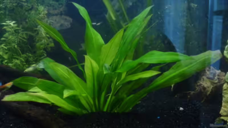 Pflanzen im Aquarium Becken 2182 von Daniela Echter (2)