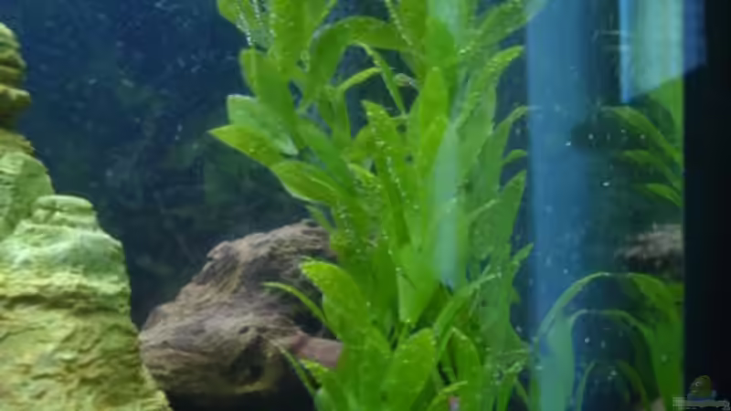 Pflanzen im Aquarium Becken 2182 von Daniela Echter (3)