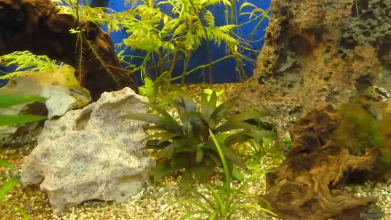 Pflanzen im Aquarium Becken 21841 von TheHippo (3)