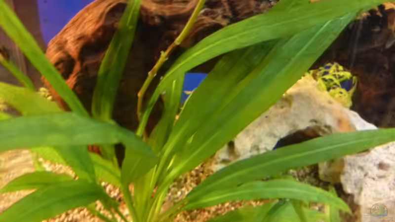 Pflanzen im Aquarium Becken 21841 von TheHippo (4)