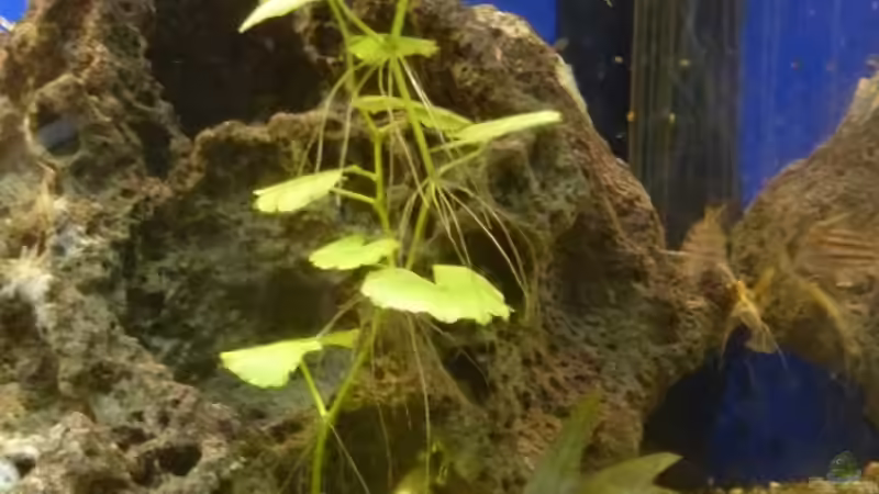 Pflanzen im Aquarium Becken 21841 von TheHippo (5)