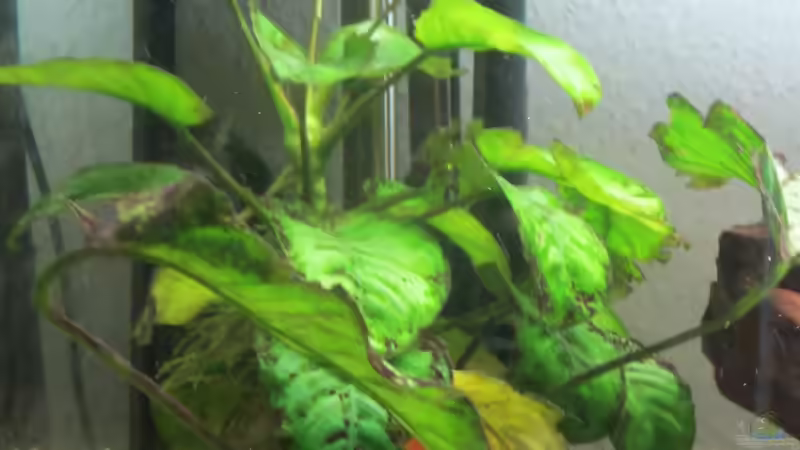 Pflanzen im Aquarium Becken 21999 von Wörner32 (3)