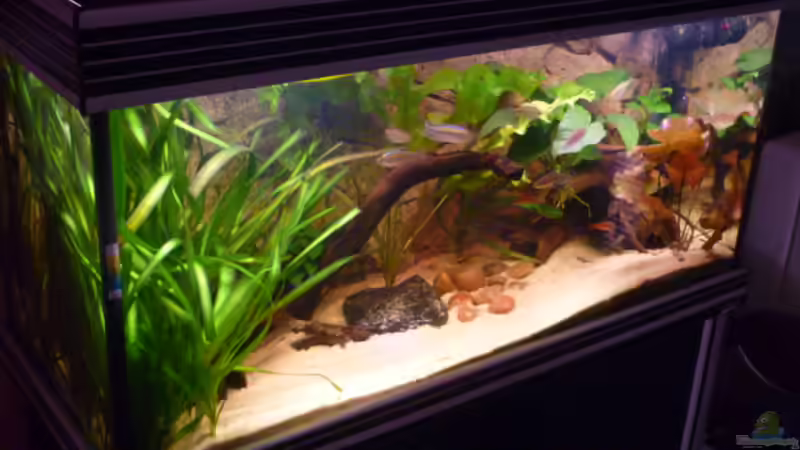 Pflanzen im Aquarium Becken 22012 von Marc Wollenberg (4)