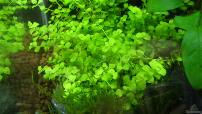 Pflanzen im Aquarium Becken 22076 Nanonana von Nanonana (7)