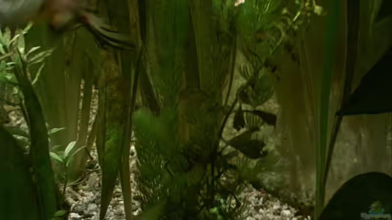 Pflanzen im Aquarium Becken 2208 von Ronald Boshold (4)