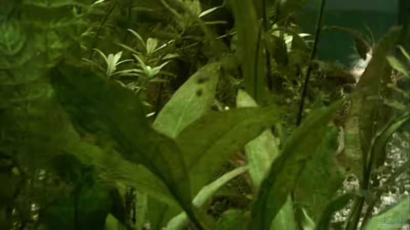 Pflanzen im Aquarium Becken 2208 von Ronald Boshold (5)