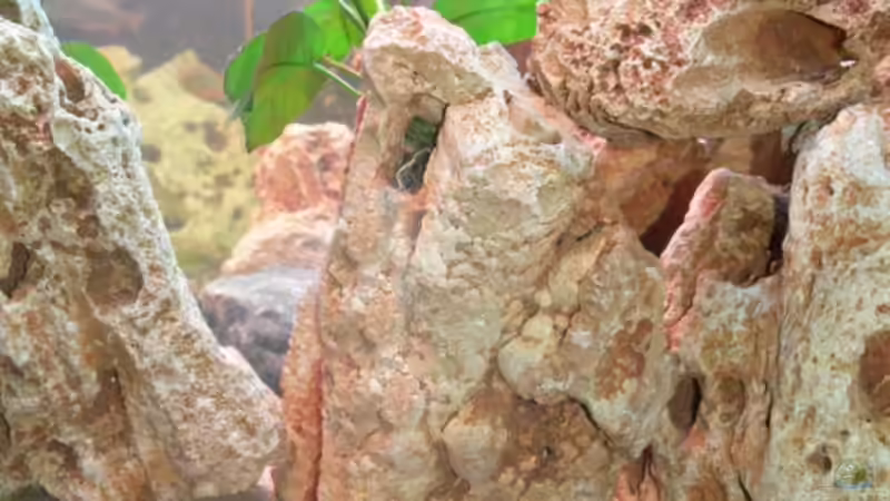 Pflanzen im Aquarium Becken 2211 von Christian Klar (17)