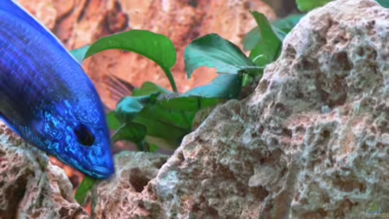 Pflanzen im Aquarium Becken 2211 von Christian Klar (20)