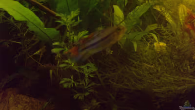 Pflanzen im Aquarium Becken 2215 von Yousif Zakareya (5)