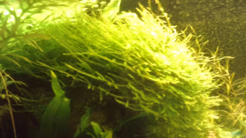 Pflanzen im Aquarium Becken 2215 von Yousif Zakareya (6)