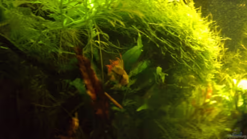 Pflanzen im Aquarium Becken 2215 von Yousif Zakareya (7)
