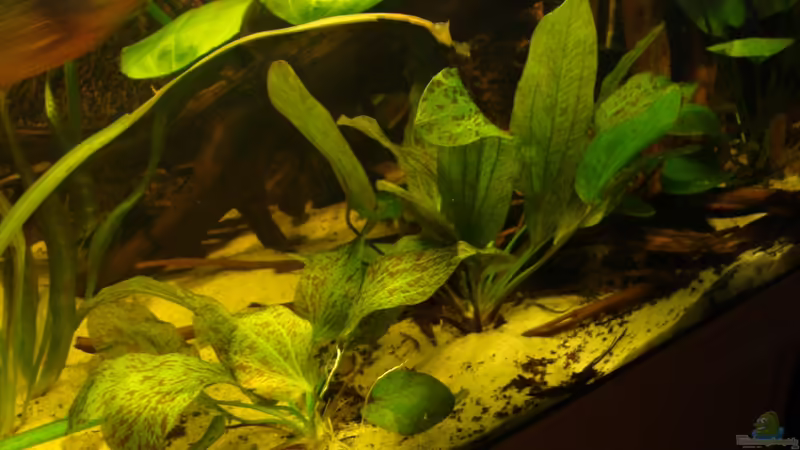 Pflanzen im Aquarium Becken 22157 von Pülschi 87 (22)