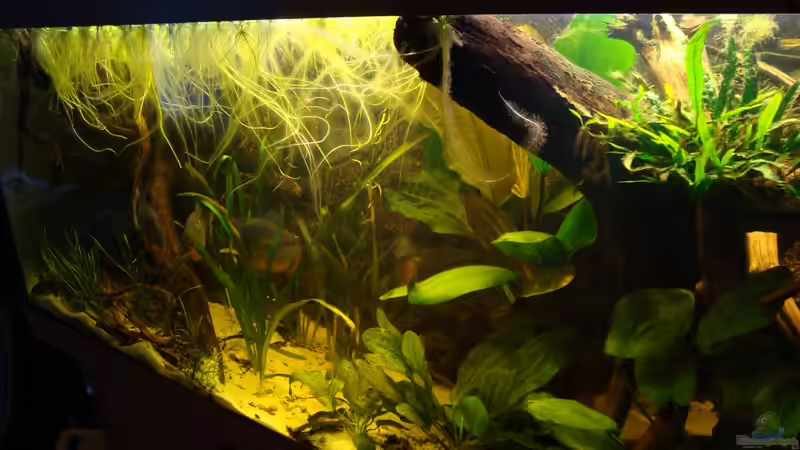 Pflanzen im Aquarium Becken 22157 von Pülschi 87 (26)