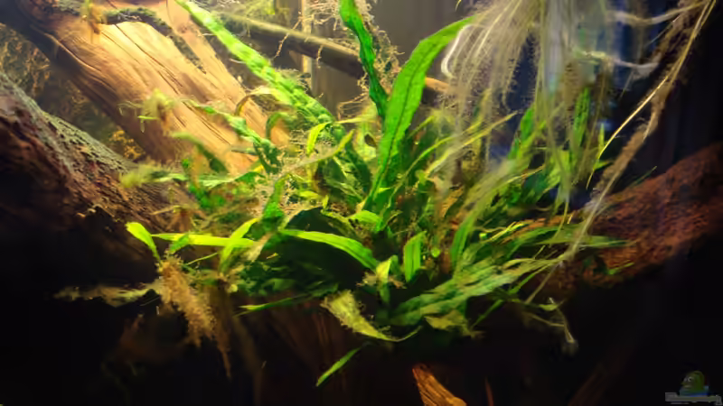 Pflanzen im Aquarium Becken 22157 von Pülschi 87 (27)