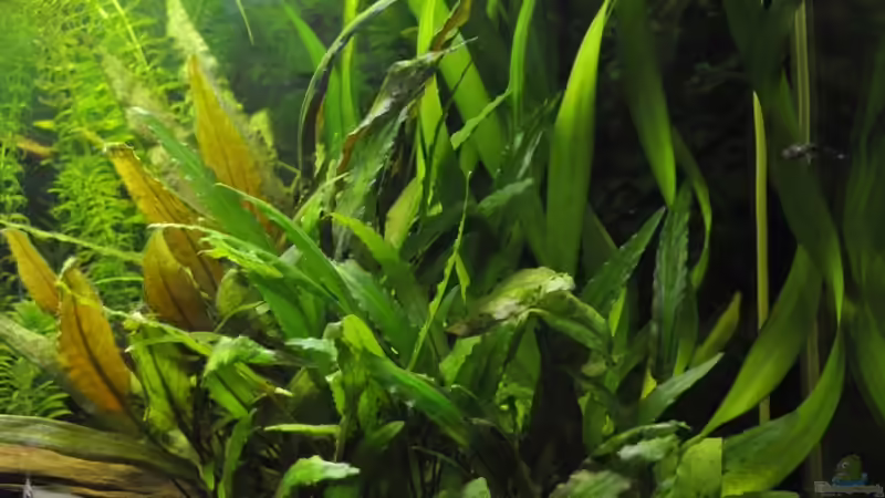 Pflanzen im Aquarium Becken 22174 von Digrisch (11)
