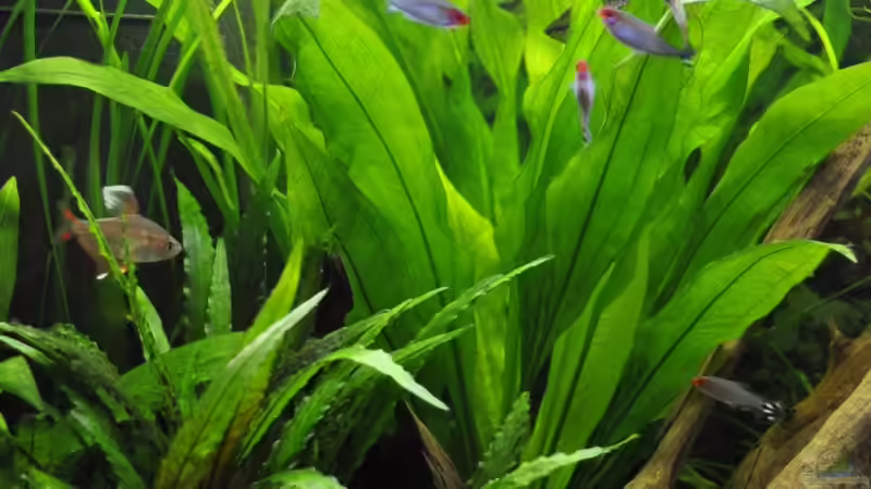 Pflanzen im Aquarium Becken 22174 von Digrisch (12)