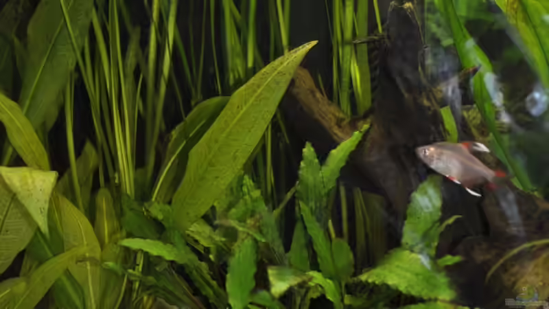 Pflanzen im Aquarium Becken 22174 von Digrisch (9)