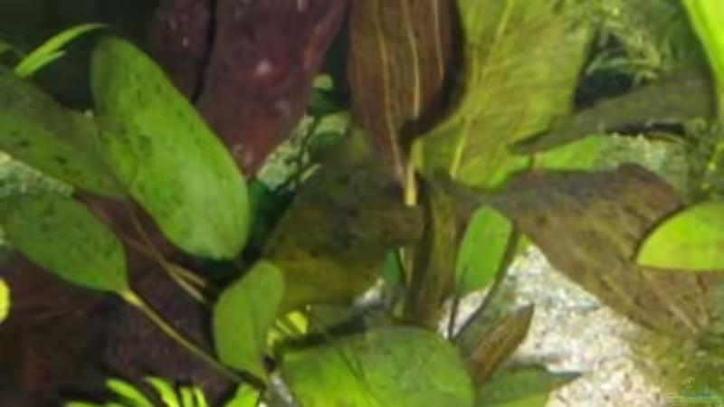Pflanzen im Aquarium Becken 2220 von Wolfgang Sommer (6)
