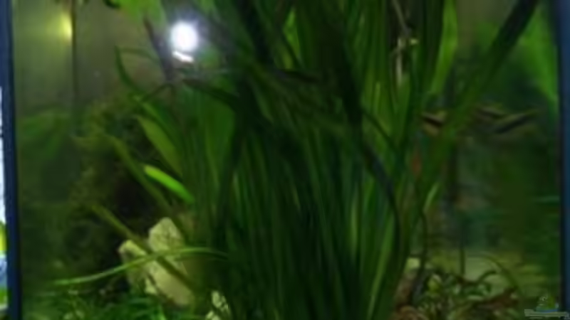 Pflanzen im Aquarium Becken 2220 von Wolfgang Sommer (8)