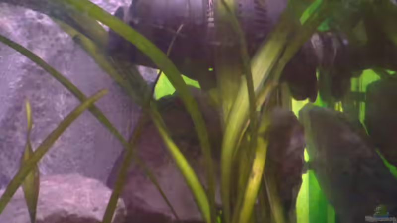 Pflanzen im Aquarium Becken 22286 von Antonio Di Simone (3)