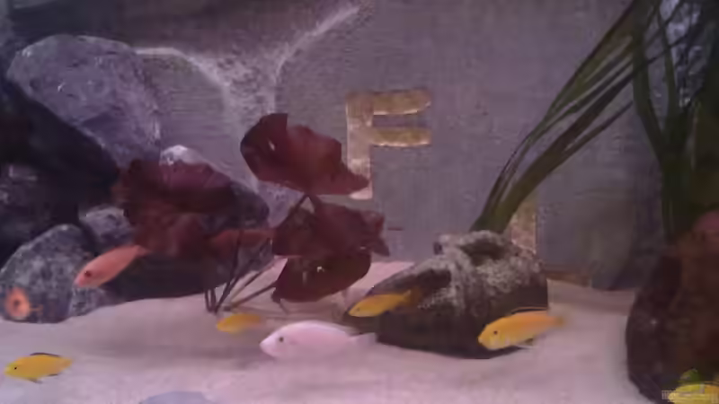 Pflanzen im Aquarium Becken 22286 von Antonio Di Simone (4)