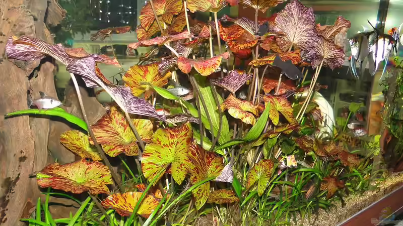 Pflanzen im Aquarium Becken 22338 von Kirschfleckjäger (10)