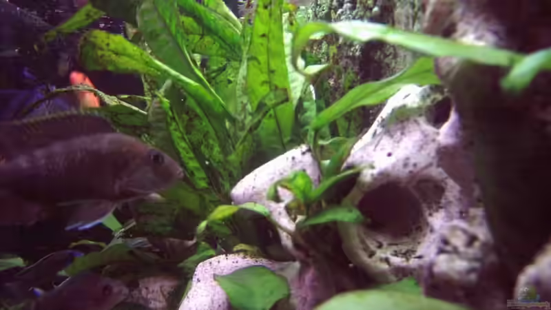 Pflanzen im Aquarium Becken 2238 von Melli Hahn (5)