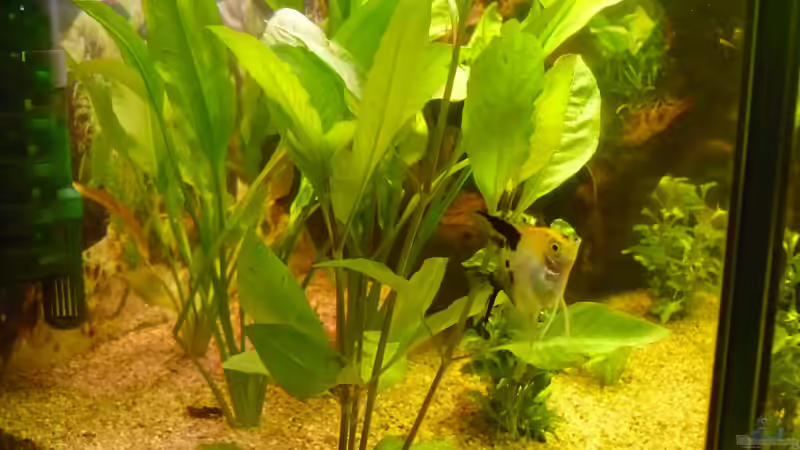 Pflanzen im Aquarium Becken 22387 von Lars Gumpricht (14)