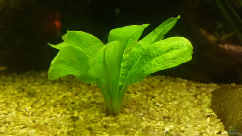 Pflanzen im Aquarium Becken 22387 von Lars Gumpricht (15)