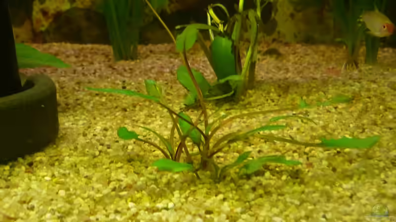 Pflanzen im Aquarium Becken 22387 von Lars Gumpricht (16)