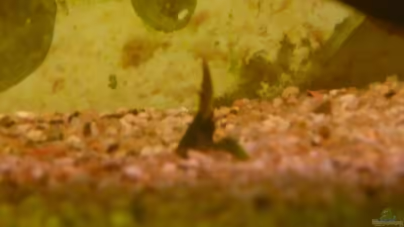 Pflanzen im Aquarium Becken 22387 von Lars Gumpricht (18)