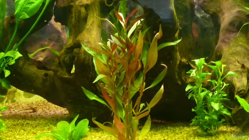 Pflanzen im Aquarium Becken 22387 von Lars Gumpricht (19)