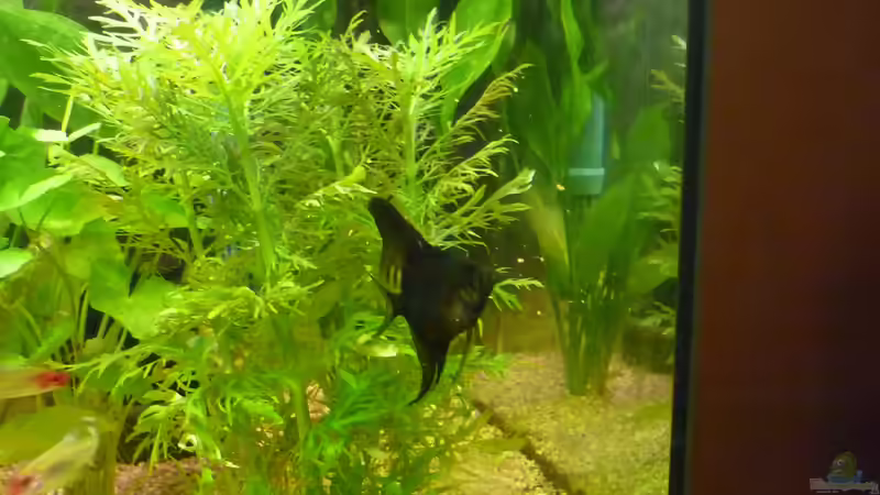 Pflanzen im Aquarium Becken 22387 von Lars Gumpricht (21)